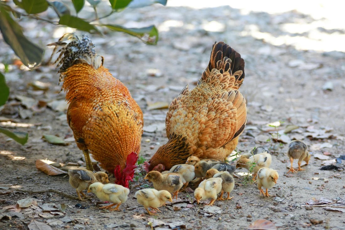 Chick Care Guide