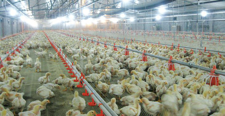 Chicks & Breeding
